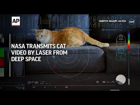Taters the cat steals the show in first video sent by laser from deep space