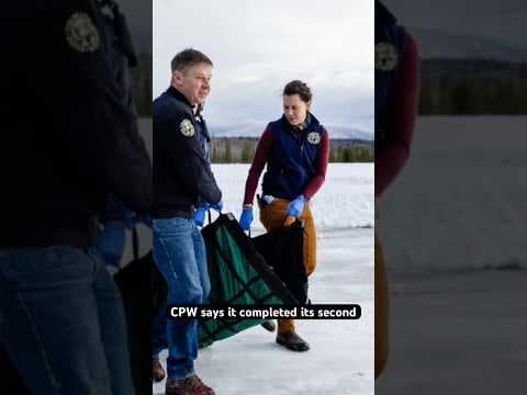 29 wolves are now roaming Colorado