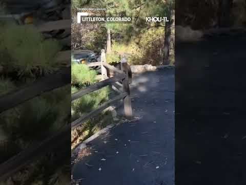 Video shows officer freeing bear from car and damage left behind #shorts