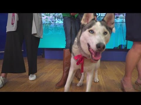 Cupids and Canines Mega Pet Adoption Event | San Diego Animal Support Foundation