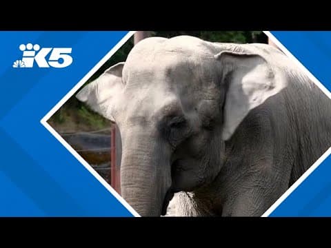 Point Defiance Zoo's cherished Asian Elephant euthanized after a decline in health