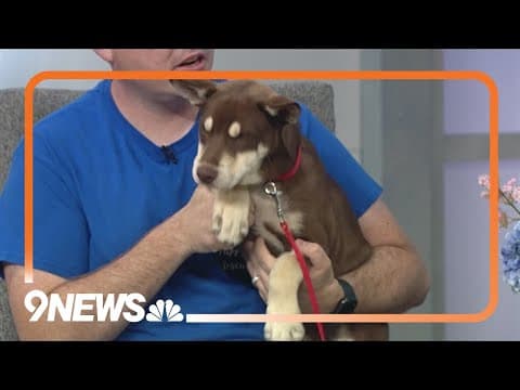 Sweet Husky-mix puppy loves to play