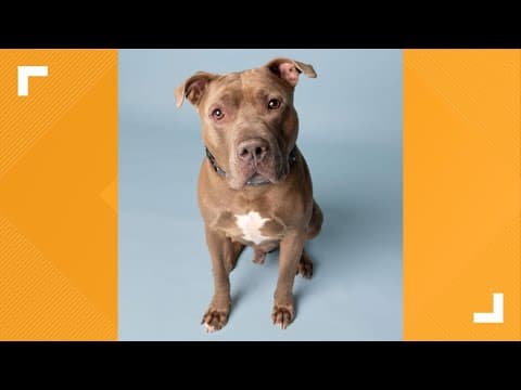 Pets of the Week: 8-9-2025
