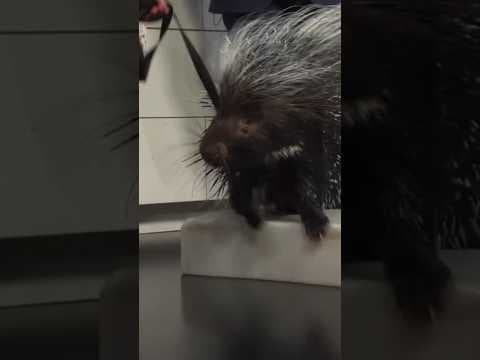 Get to know an African crested porcupine