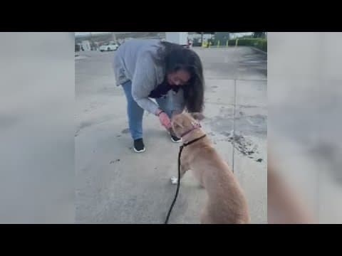 Dog finds new home after tragic I-40 crash