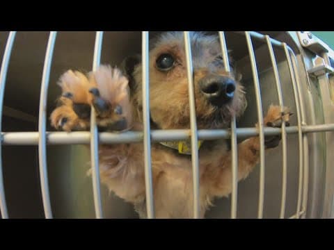 Pet owners caught dumping dogs, but animal shelters say they're at capacity