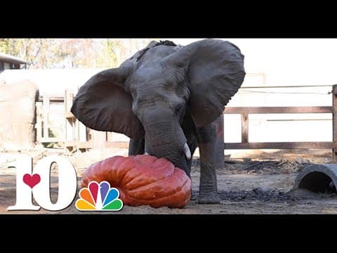 Zoo Knoxville elephants smash massive pumpkins donated by Dollywood
