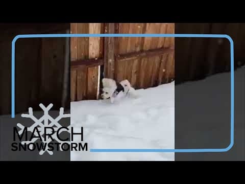 Dog enjoys big winter snowstorm in Denver  #beon9 #snow
