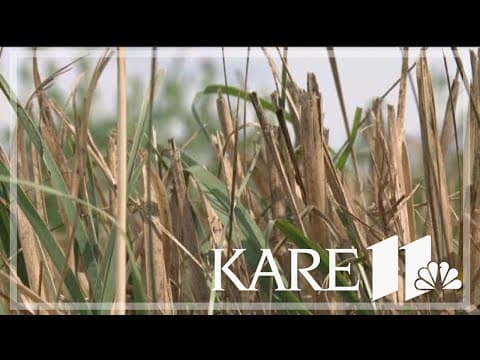 Drought report: All of Minnesota is now 'abnormally dry'