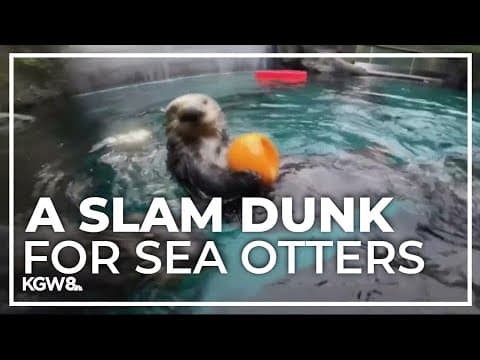 Sea otters join Oregon's Zoo's "hoops" team