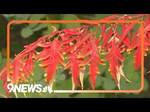 Here's why you shouldn't rake your fall leaves