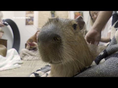 Patrons hang out with the 'it' animals of the moment at this Florida capybara cafe