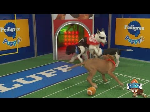 Five San Diego pups throw down in this year's Puppy Bowl