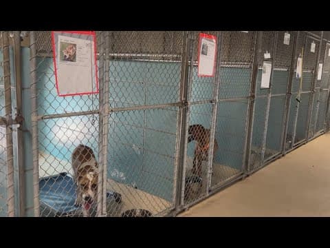Hillsborough pet shelter is asking for help getting dogs into air conditioning amid severe heat