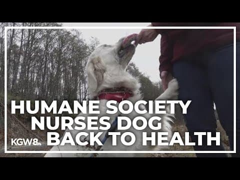 Dog found muzzled, shot in the head and left for dead at Mount St. Helens