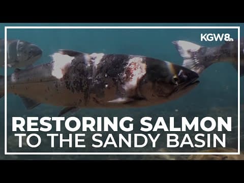 Freshwater Trust helping salmon return to the Sandy Basin