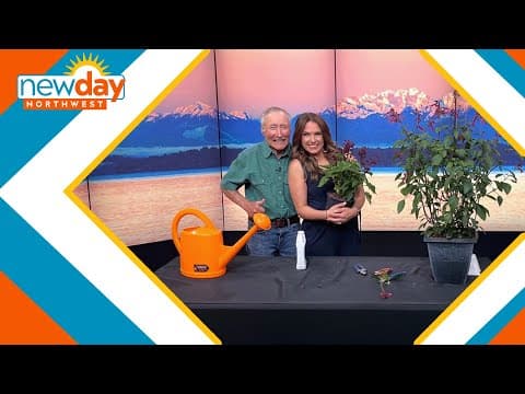 Plant Salvias and enjoy beautiful blossoms all summer long - New Day NW