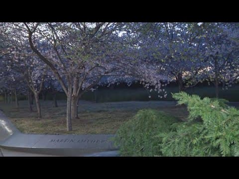 Chery blossoms approach peak bloom | VIDEO