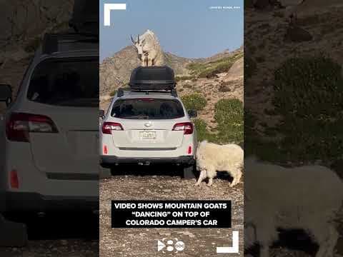 Mountain goats "dance" on top of Colorado camper's car