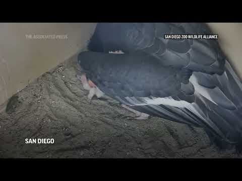 San Diego Zoo Safari Park welcomes 250th California condor chick
