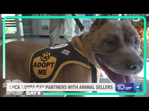 SPCA Tampa Bay announces partnership with dog breeder, retailer amid overcrowding concerns
