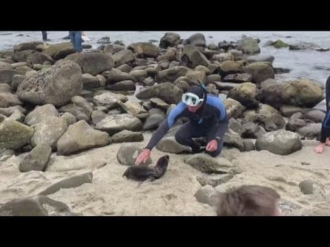 Man caught on camera petting sea lion pup in La Jolla