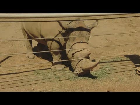 Zoo Day | White Rhino