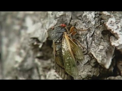 Can you eat cicadas? Expert says wait until they're cooked