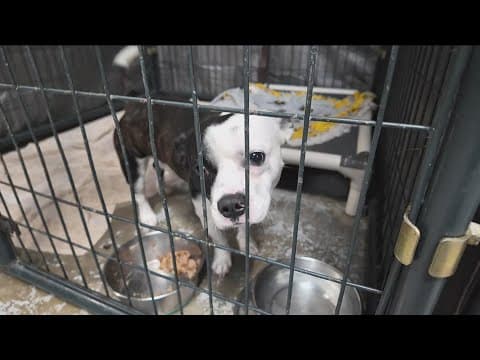 San Diego Humane Society faces overcrowding crisis as adoption rates drop