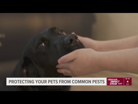 Protecting your pets from common pests with VEG ER For Pets
