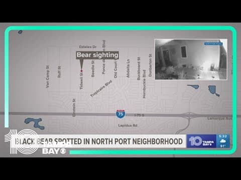 A black bear has been spotted in a North Port neighborhood
