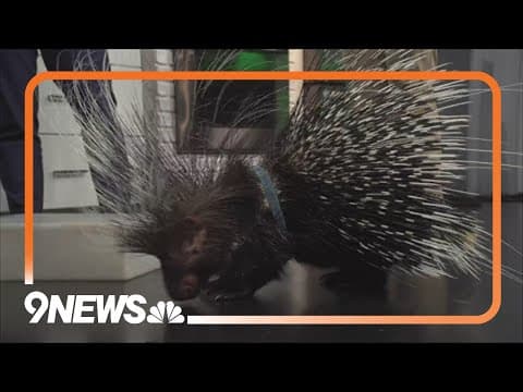 Sunrise Safari: African crested porcupine