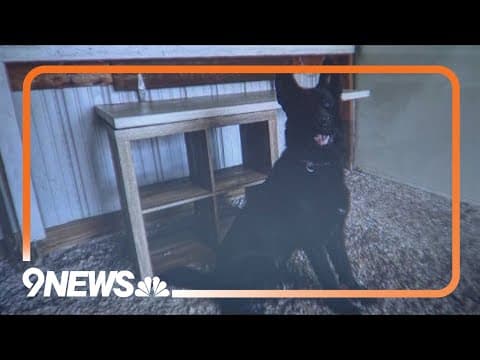 Dog kills 3-year-old child of Colorado police chief