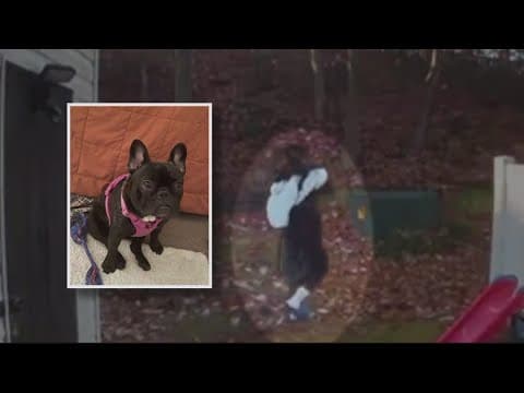 French bulldog stolen from Fairfax County home