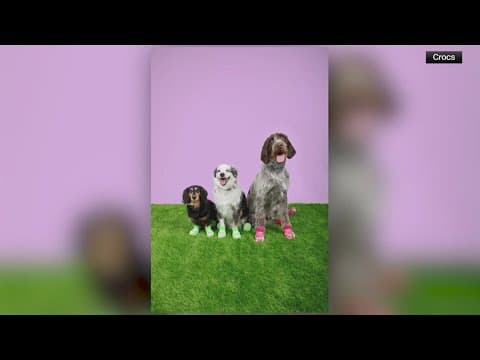 Crocs for Dogs! Crocs releases shoes for dogs and humans