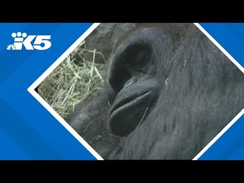 Woodland Park Zoo shares photos, video of ultrasound of pregnant gorilla