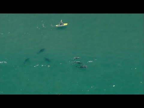 Above San Diego | Chopper 8 shows dolphins and sharks off of Torrey Pines