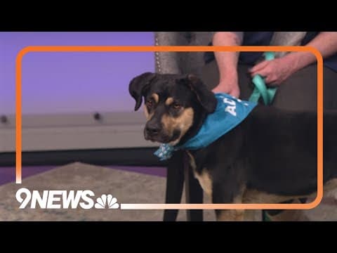 Sweet and talkative pup needs a forever home