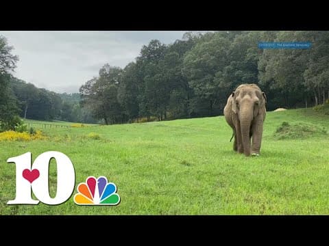 Where Zoo Knoxville's elephants will find a new home