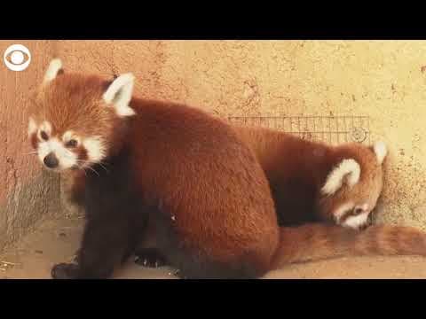 Red panda born at zoo in Greece