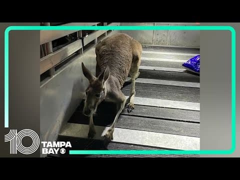 Kangaroo gets loose, stuck in Tampa apartment complex's pool area: Raw footage