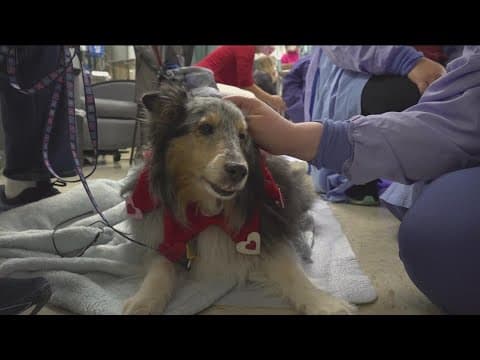 Therapy dogs from Helen Woodward Animal Center make a visit to the ICU healthcare workers