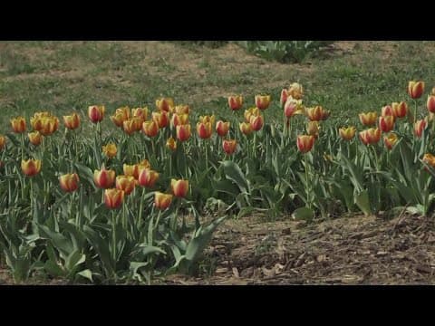 Oakes Farm to host first annual Tulip Festival this weekend