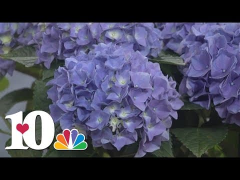 The Talahi Plant Sale returns to Lakeshore Park