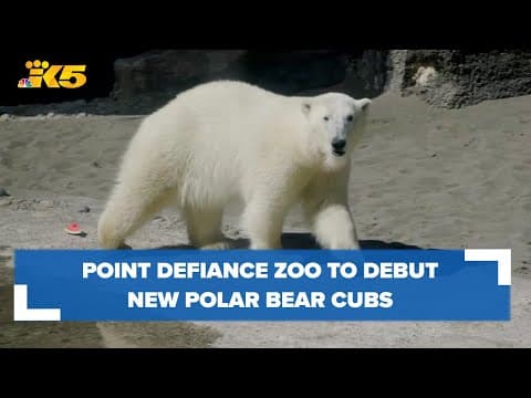 Twin sister polar bear cubs coming to Point Defiance Zoo