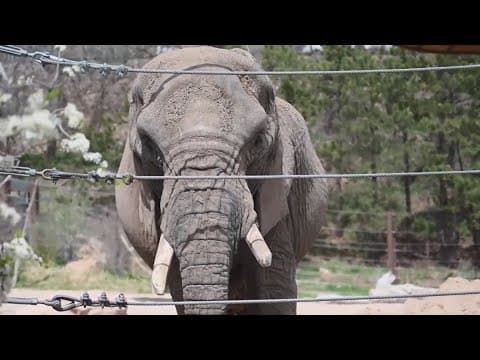 Colorado Supreme Court rejects 'personhood' for captive Colorado Springs elephants