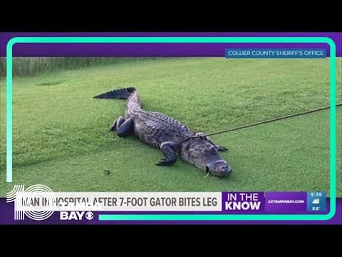 Florida man in the hospital after 7-foot gator bites his leg