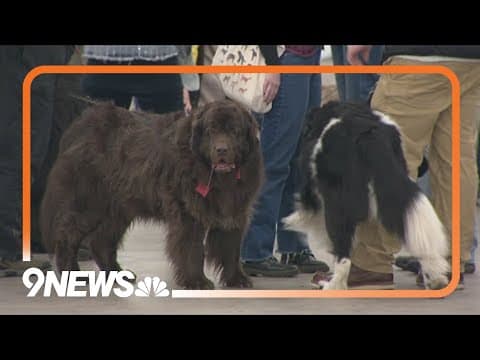 Last day of the Colorado Kennel Club show