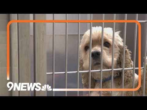 Denver shelter offers free spay and neuter clinic