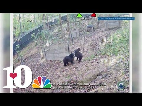 ABR Update: Bears recovering from bacterial infection